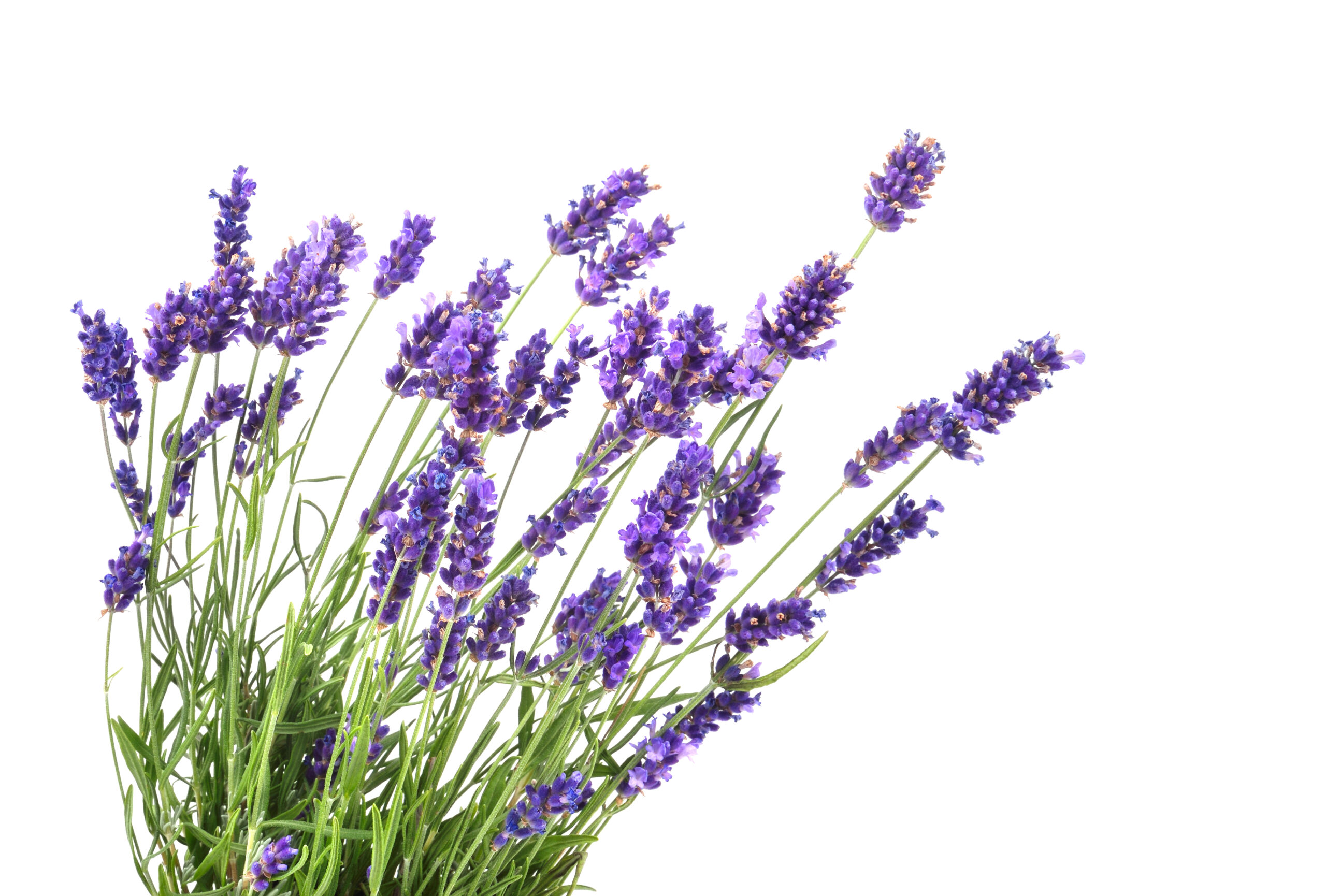 Lavanda